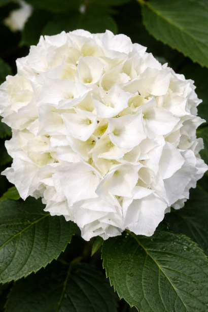 Гортензія широколиста Вуду